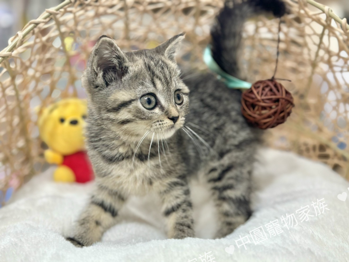 中圓寵物家族／虎斑紋英國短毛貓