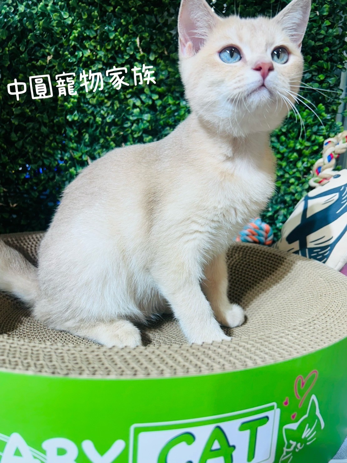 中圓寵物家族／紫金漸層英國短毛貓