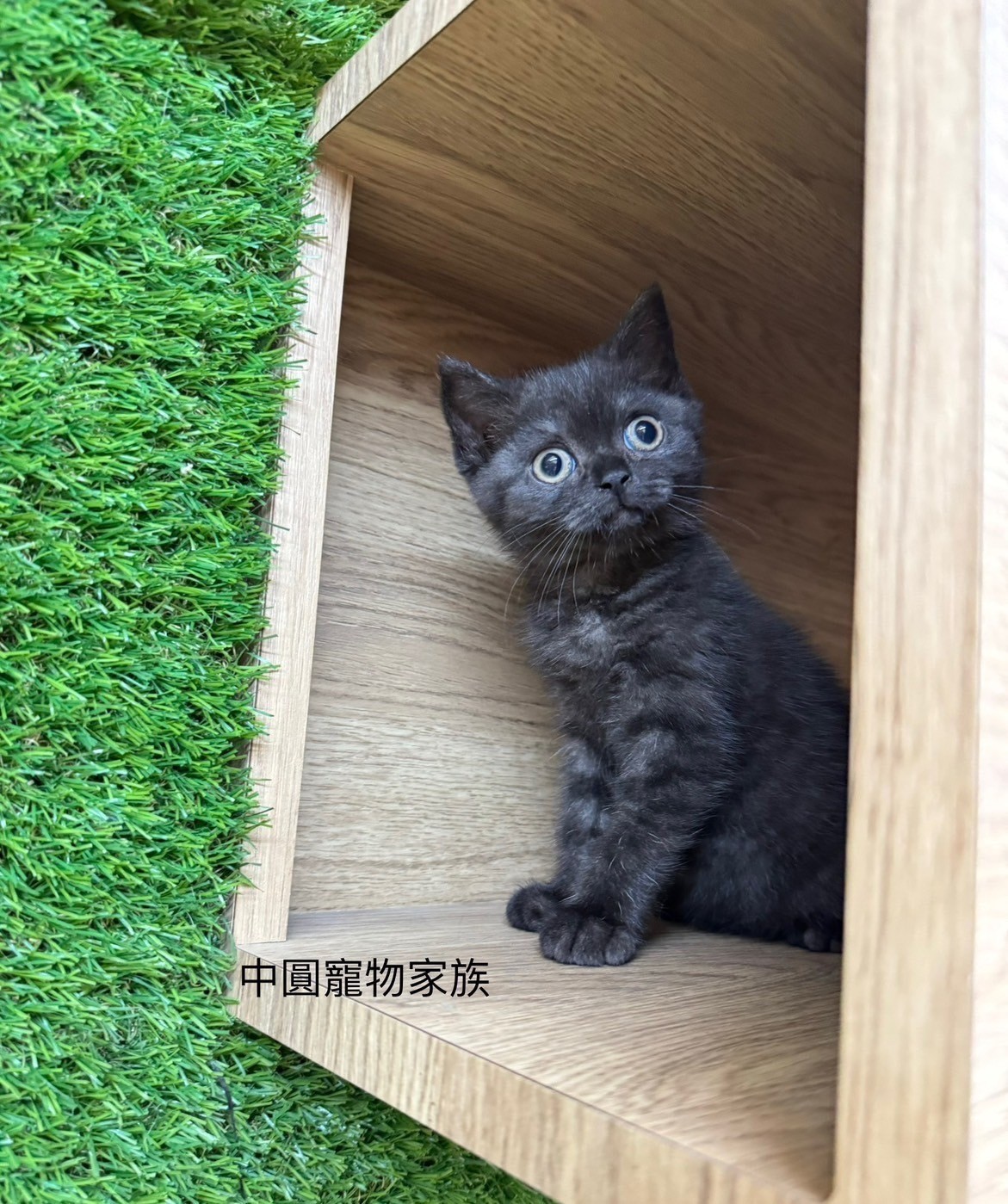 中圓寵物家族／黑色英國短毛貓