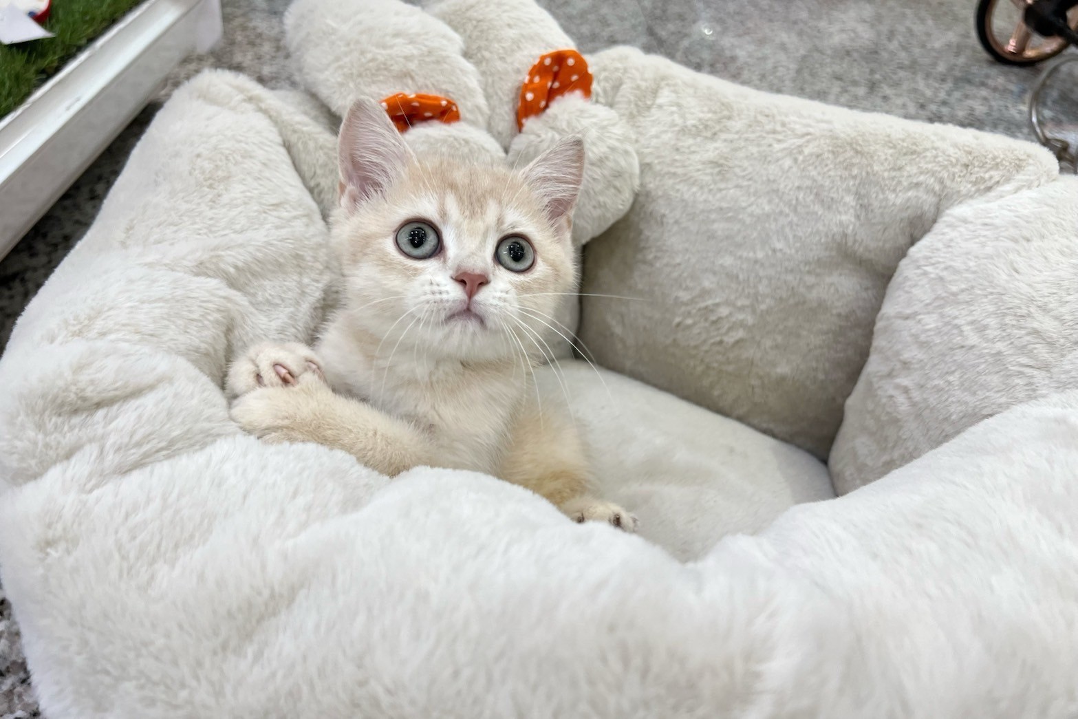 中圓寵物家族／藍金漸層英國短毛貓