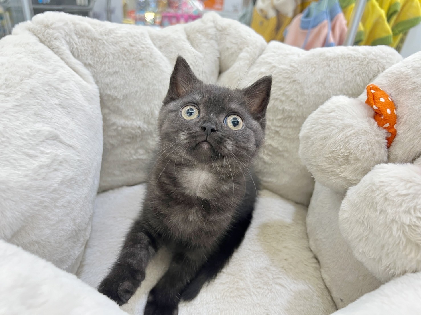 中圓寵物家族／黑色英國短毛貓