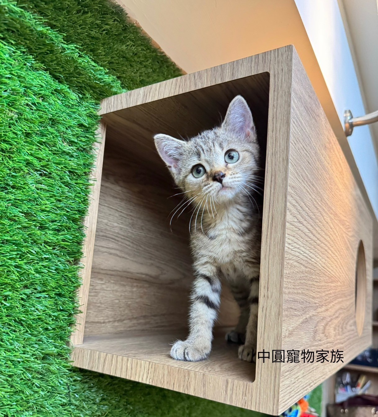 中圓寵物家族／虎斑紋英國短毛貓