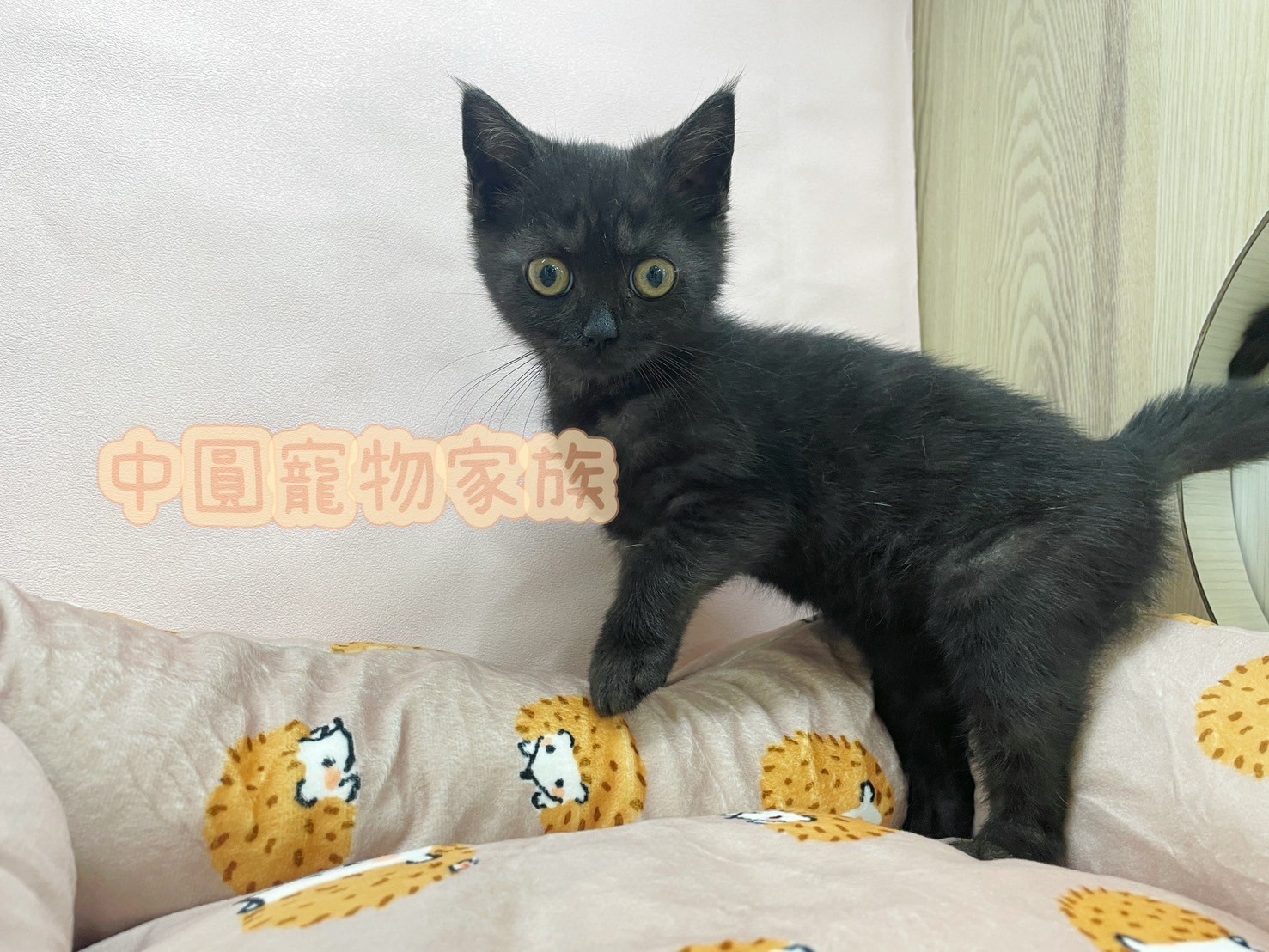 中圓寵物家族／黑色英國短毛貓