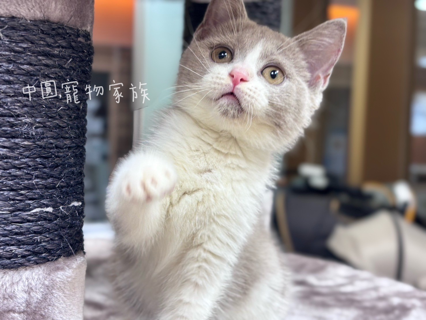 中圓寵物家族／丁香賓士英國短毛貓