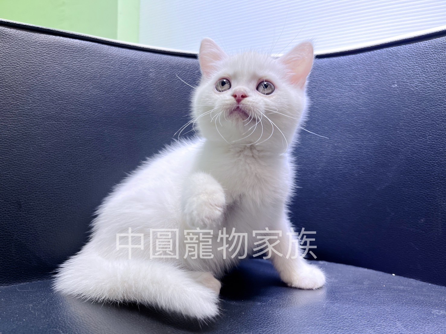 中圓寵物家族／白色英國短毛貓