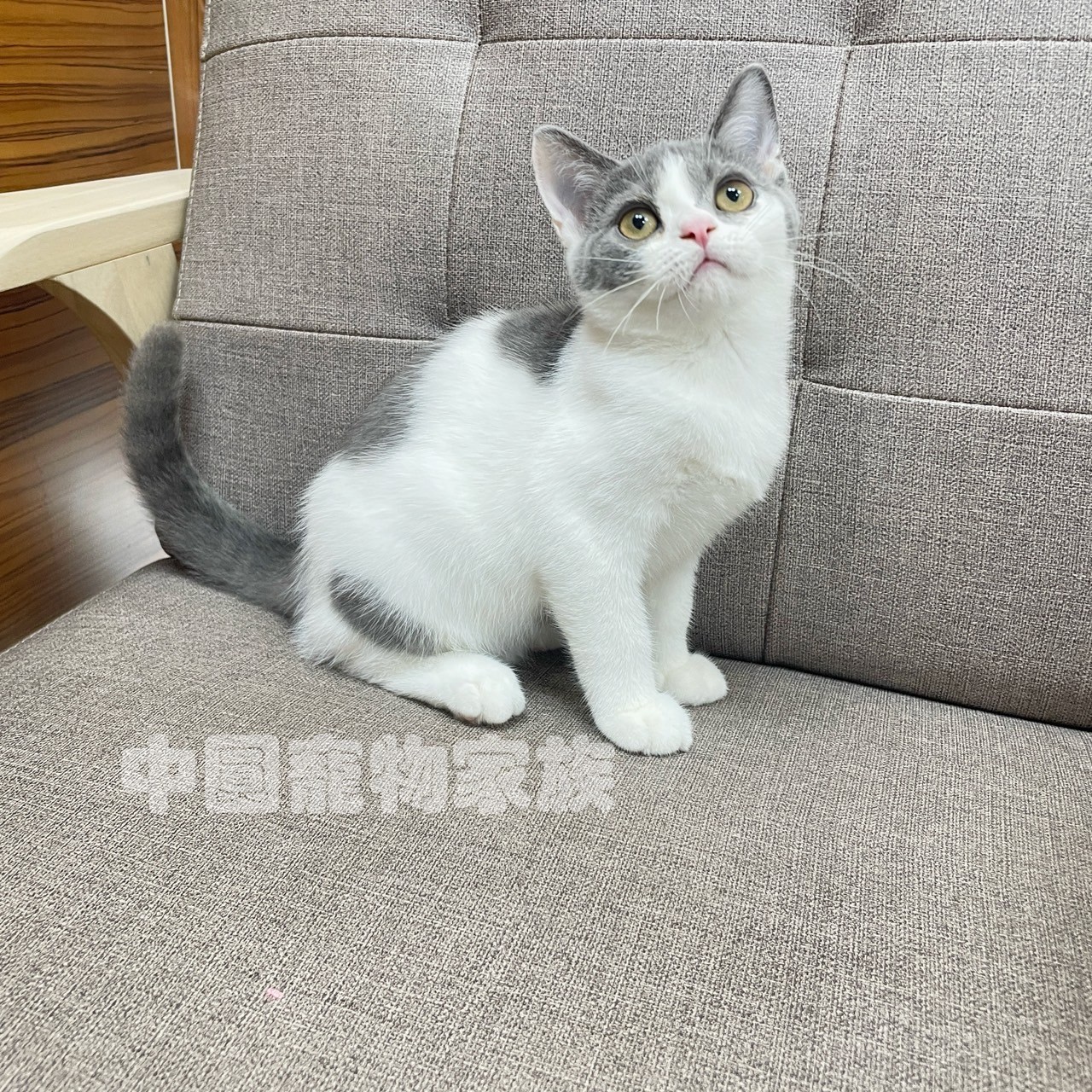 中圓寵物家族／藍白色英國短毛貓