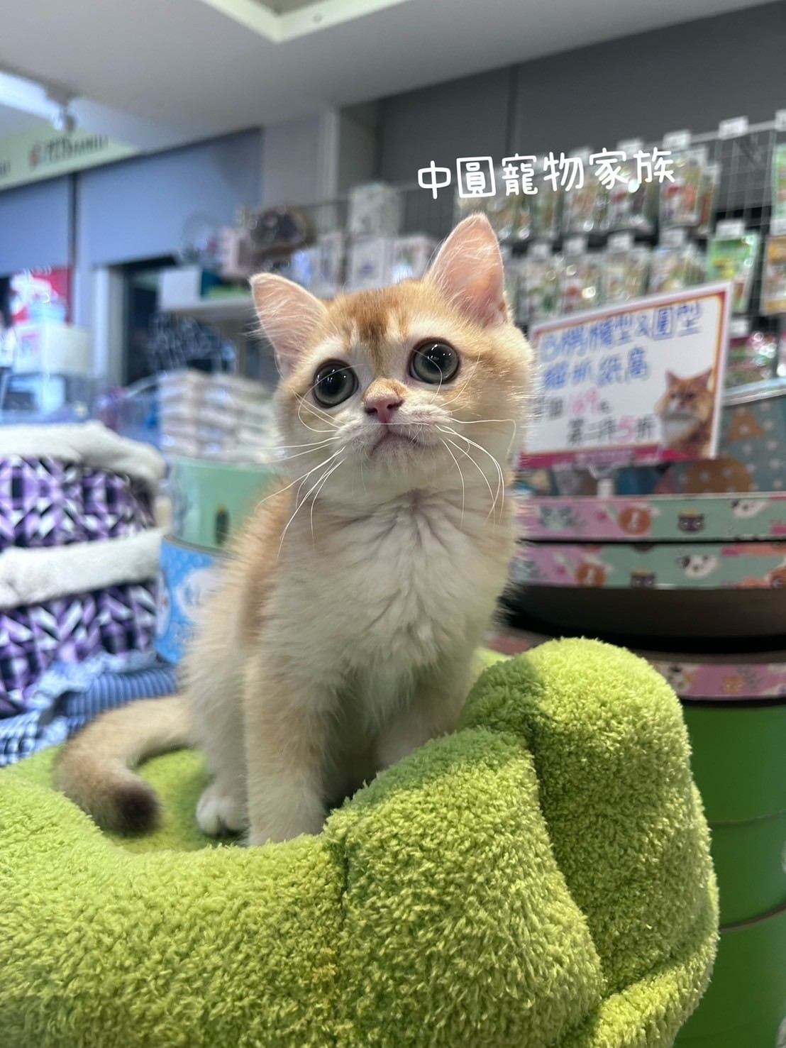 中圓寵物家族／金漸層英國短毛貓