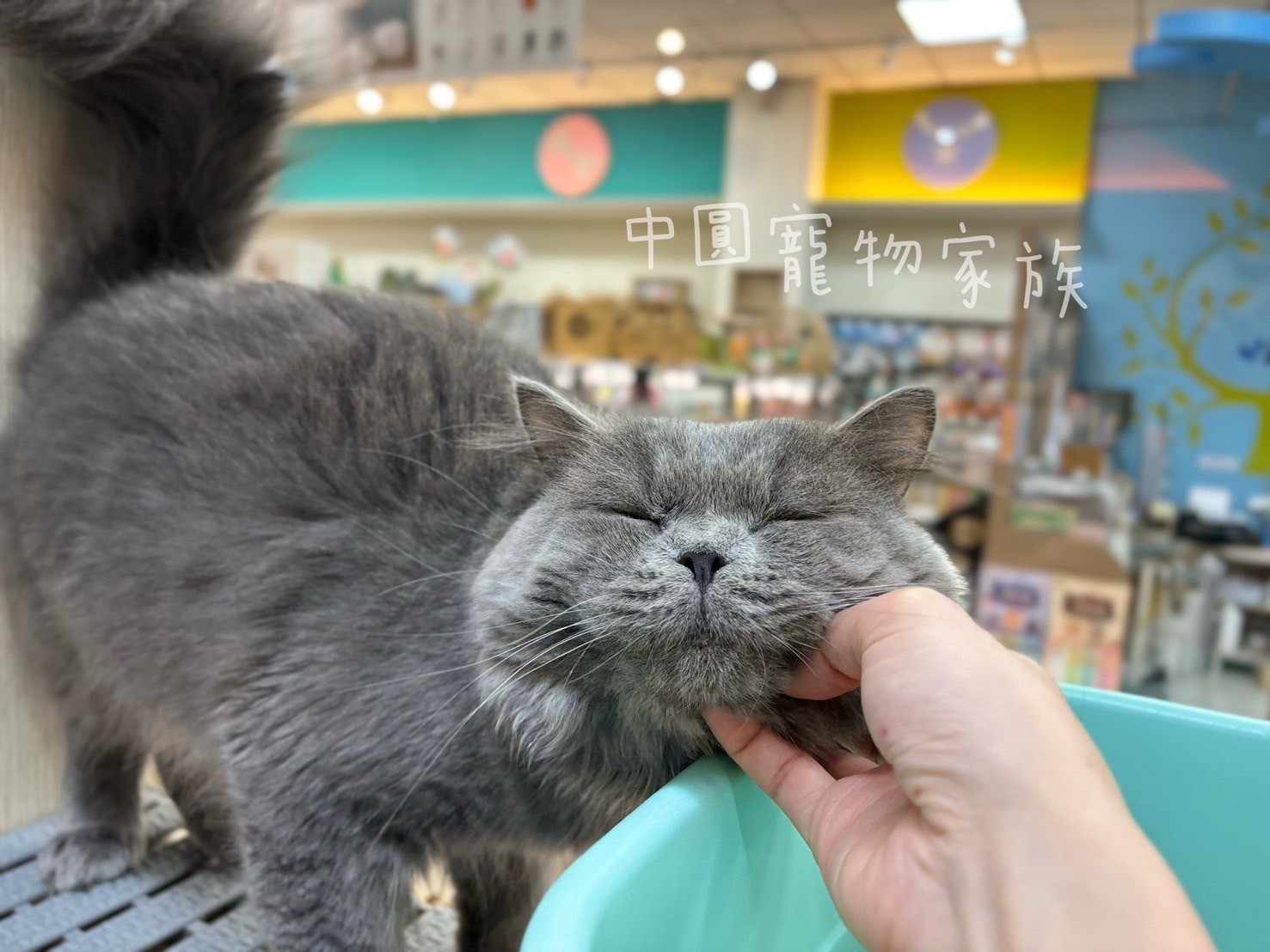 中圓寵物家族／藍色英國長毛貓