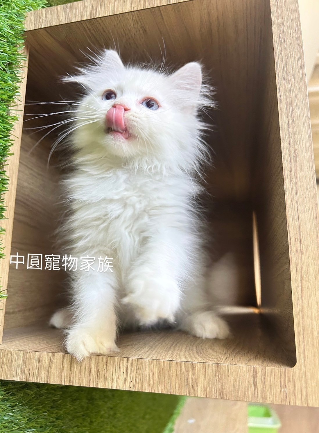 中圓寵物家族／白色英國長毛貓