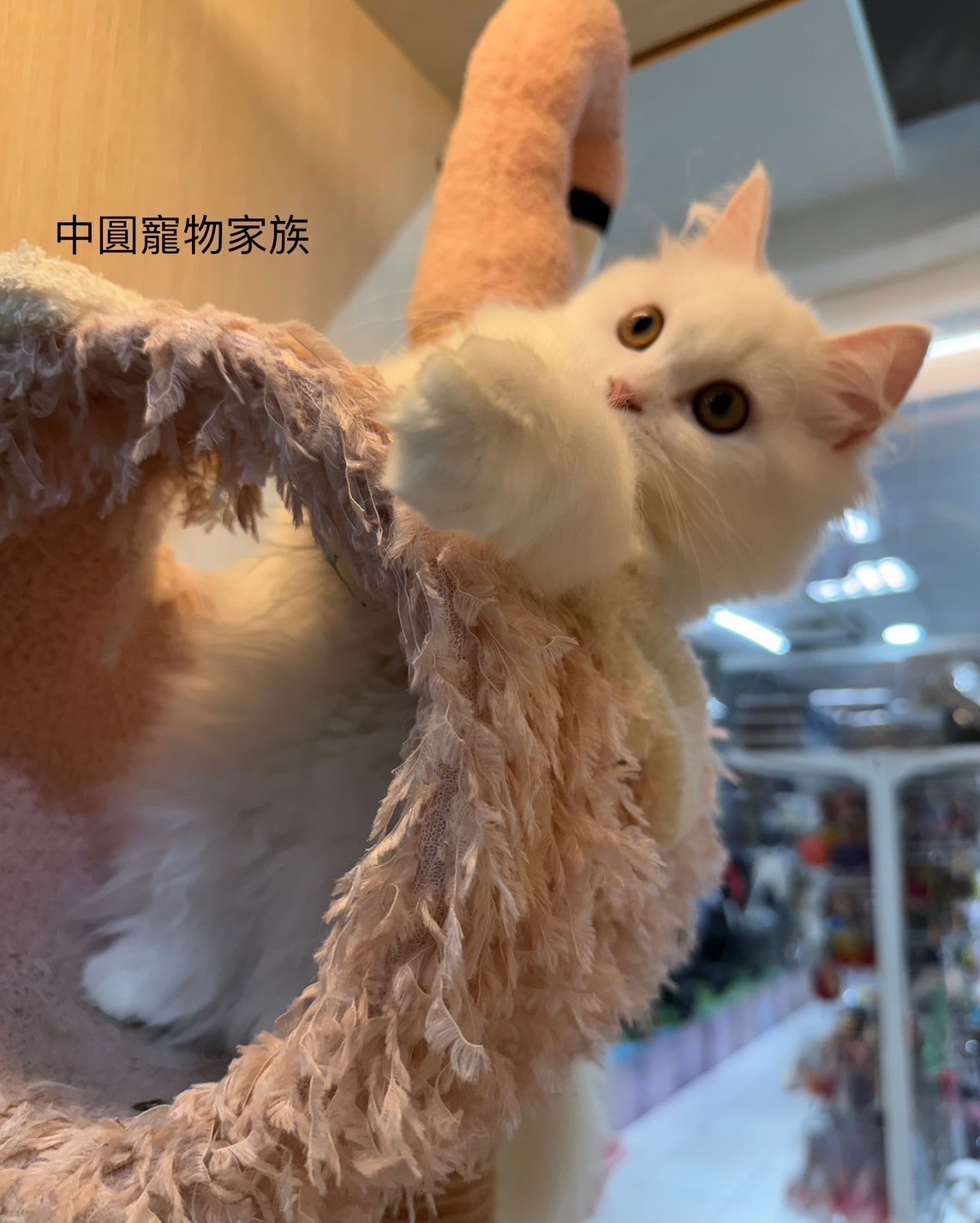 中圓寵物家族／白色英國長毛貓