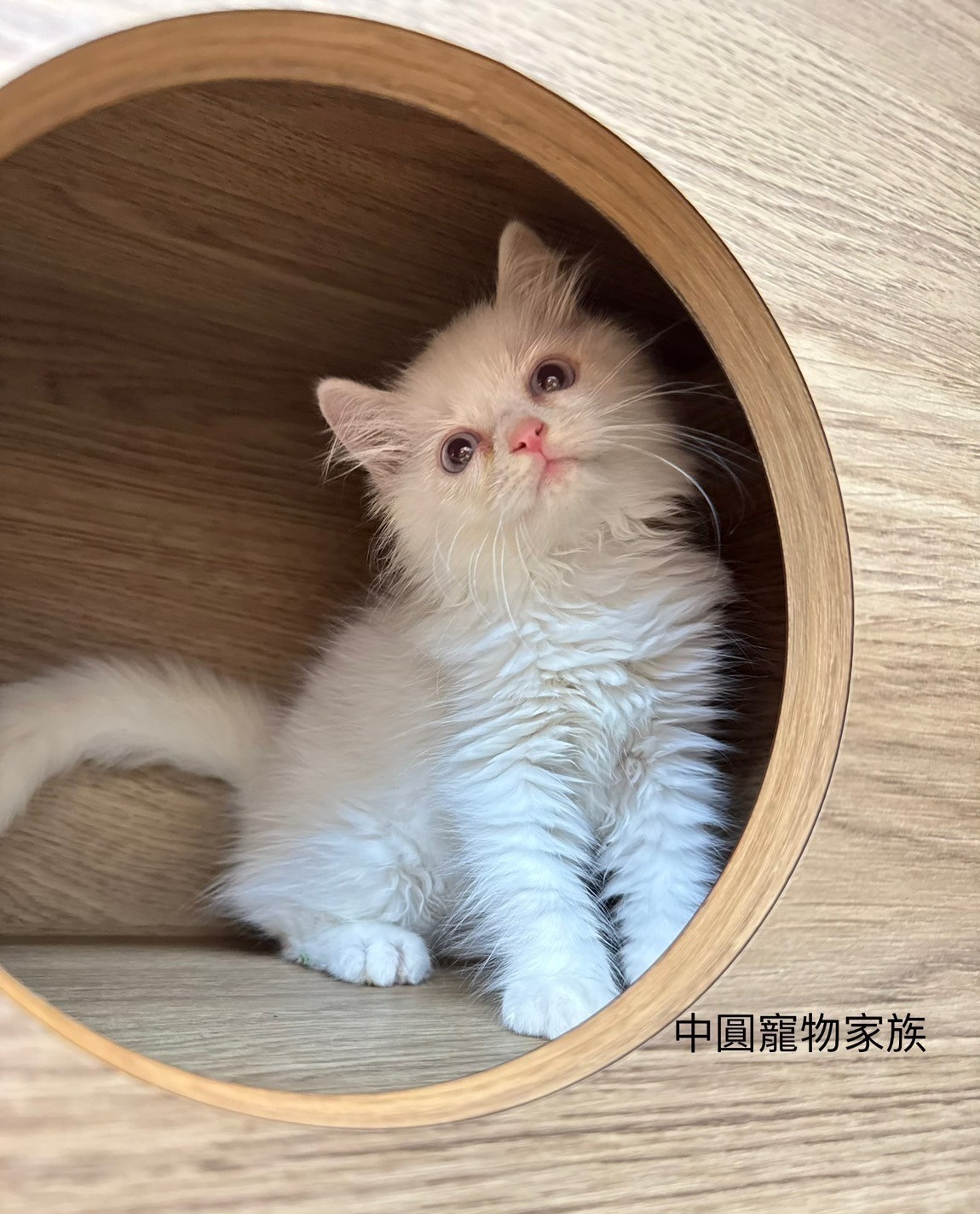 中圓寵物家族／白色英國長毛貓