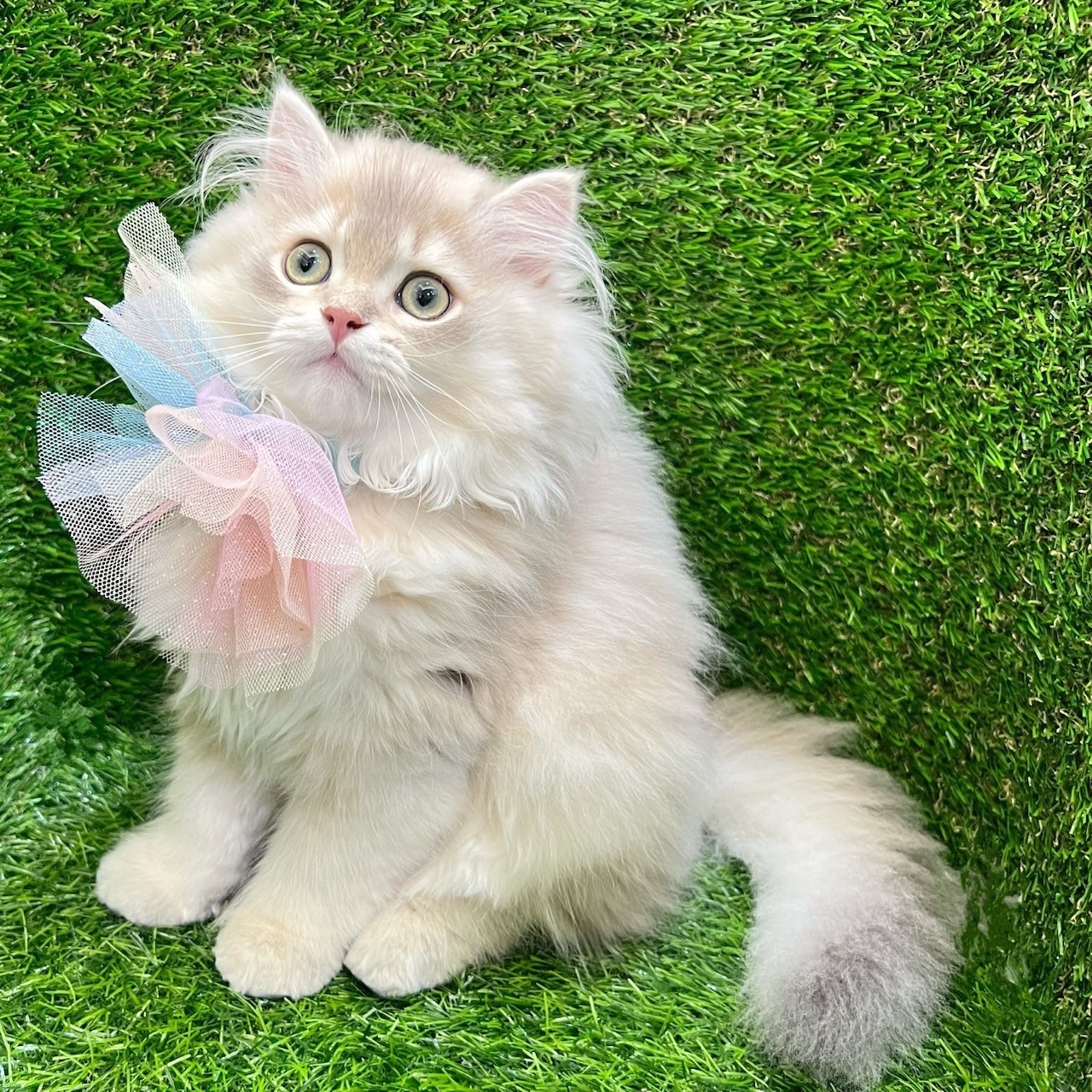 中圓寵物家族／藍金漸層英國短毛貓