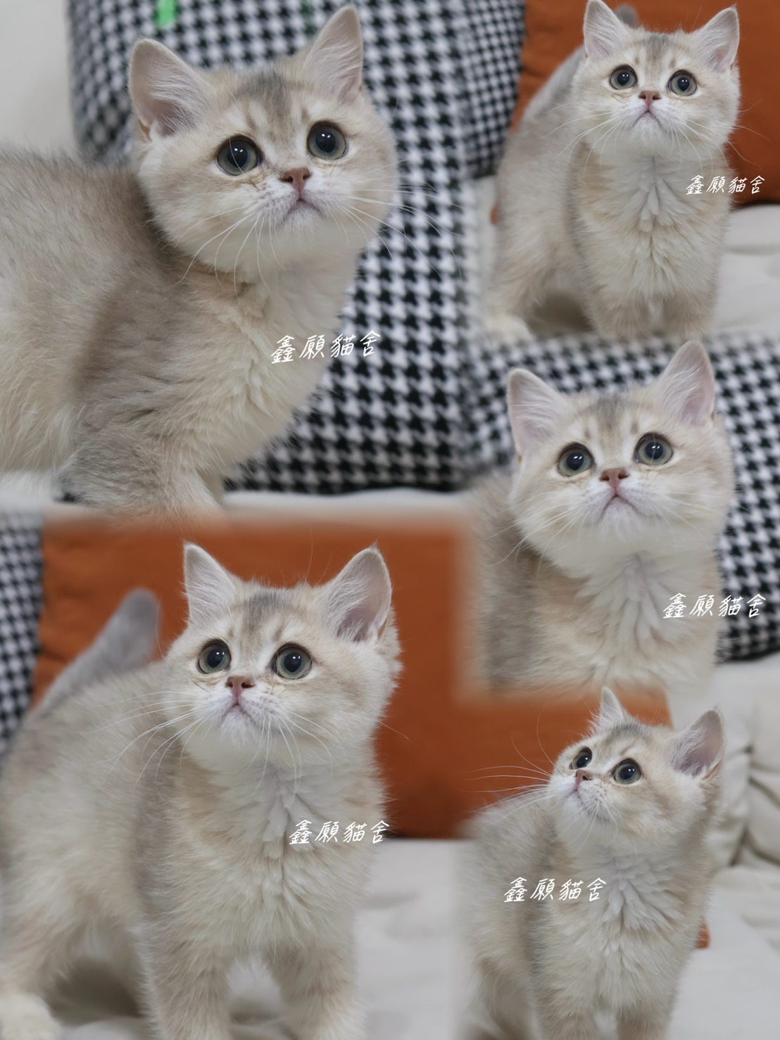 鑫願貓舍／藍金漸層英國短毛貓