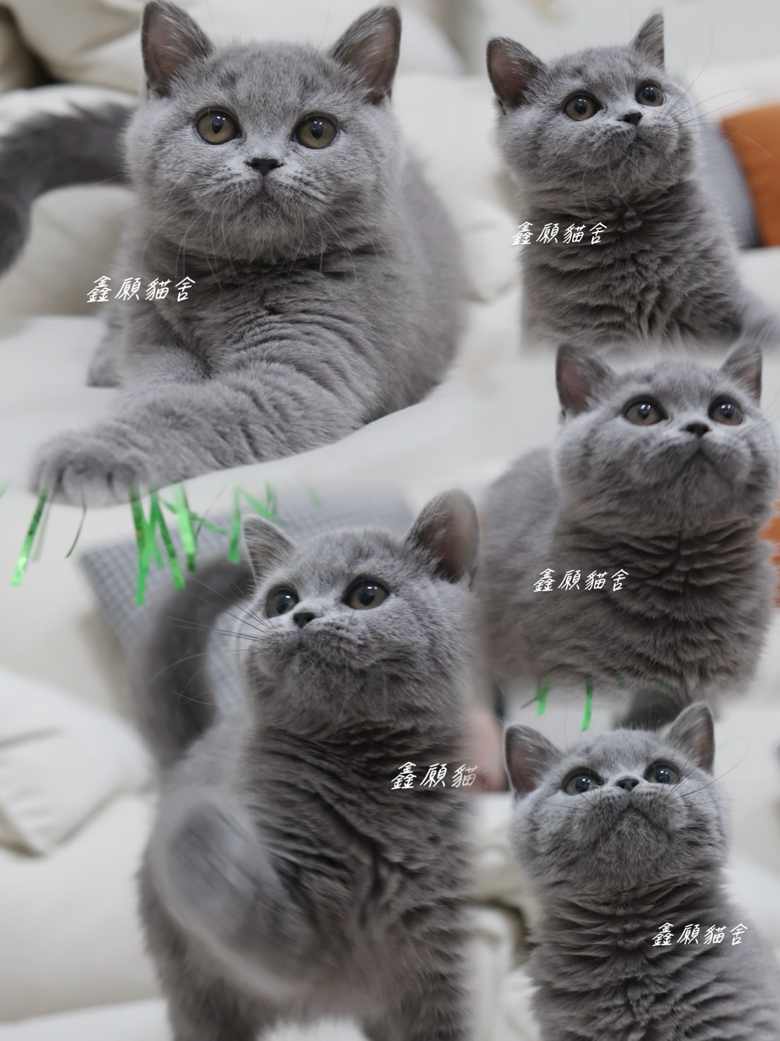 鑫願貓舍／藍色英國短毛貓