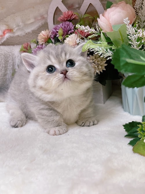 星光貓舍／藍金曼赤肯