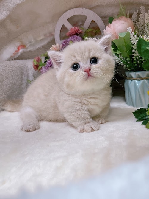 星光貓舍／奶油色曼赤肯