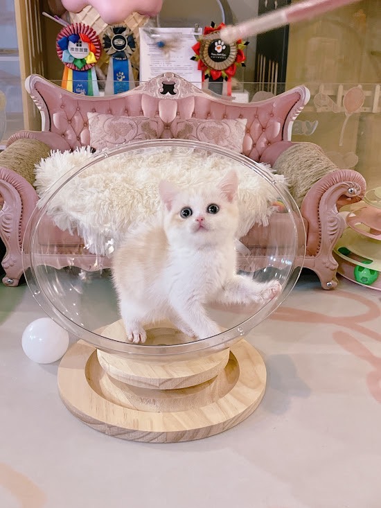 星光貓舍／奶油白英國短毛貓