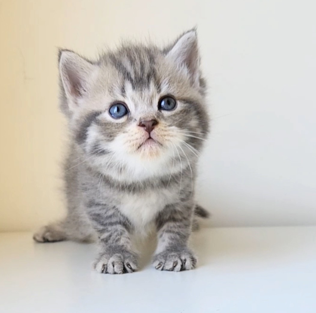 天使貓園／虎斑紋曼赤肯