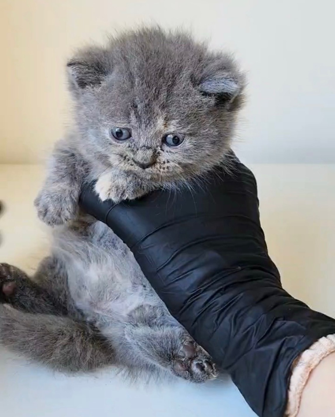 天使貓園／藍奶色小步舞曲