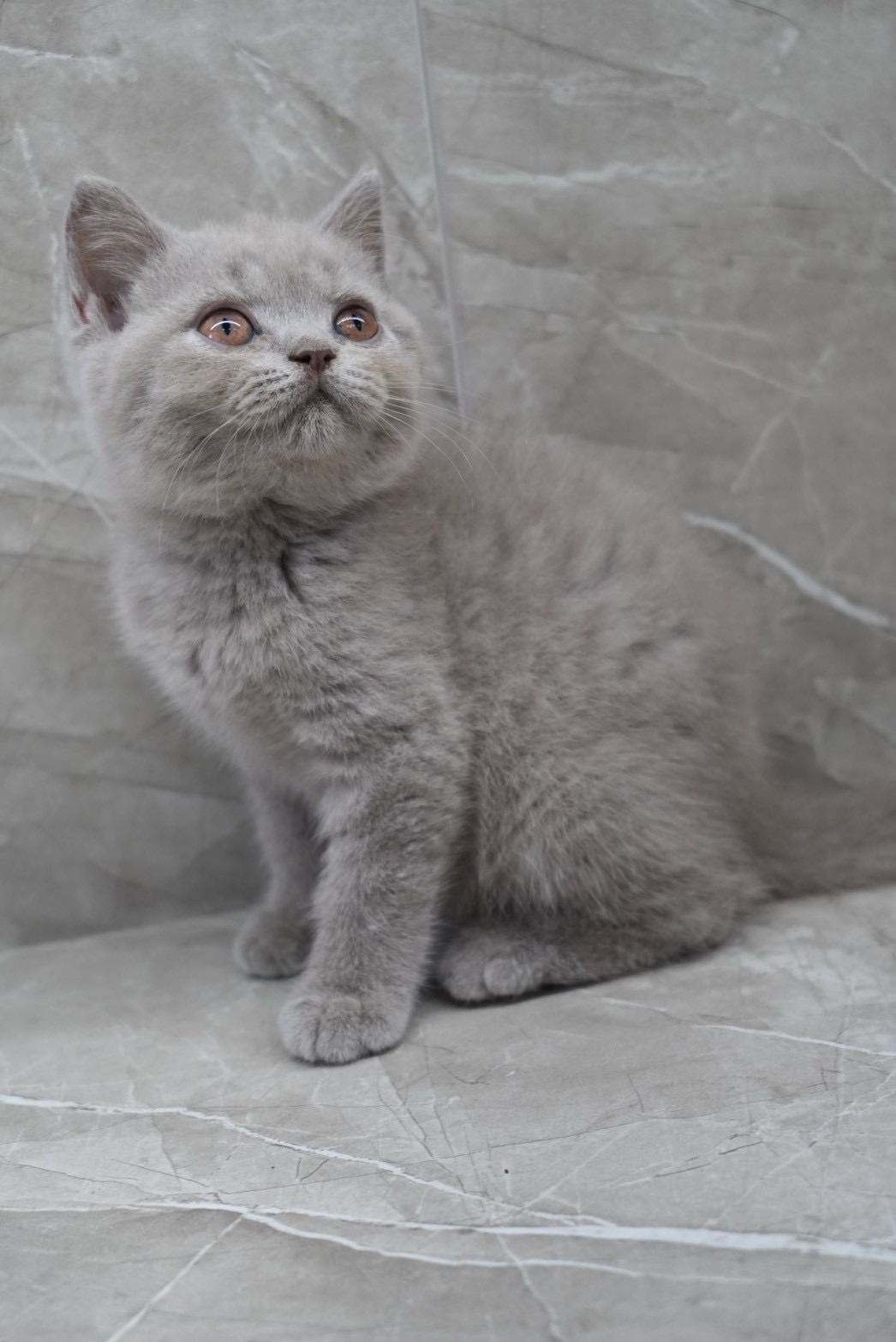 天使貓園／紫丁香英國短毛貓