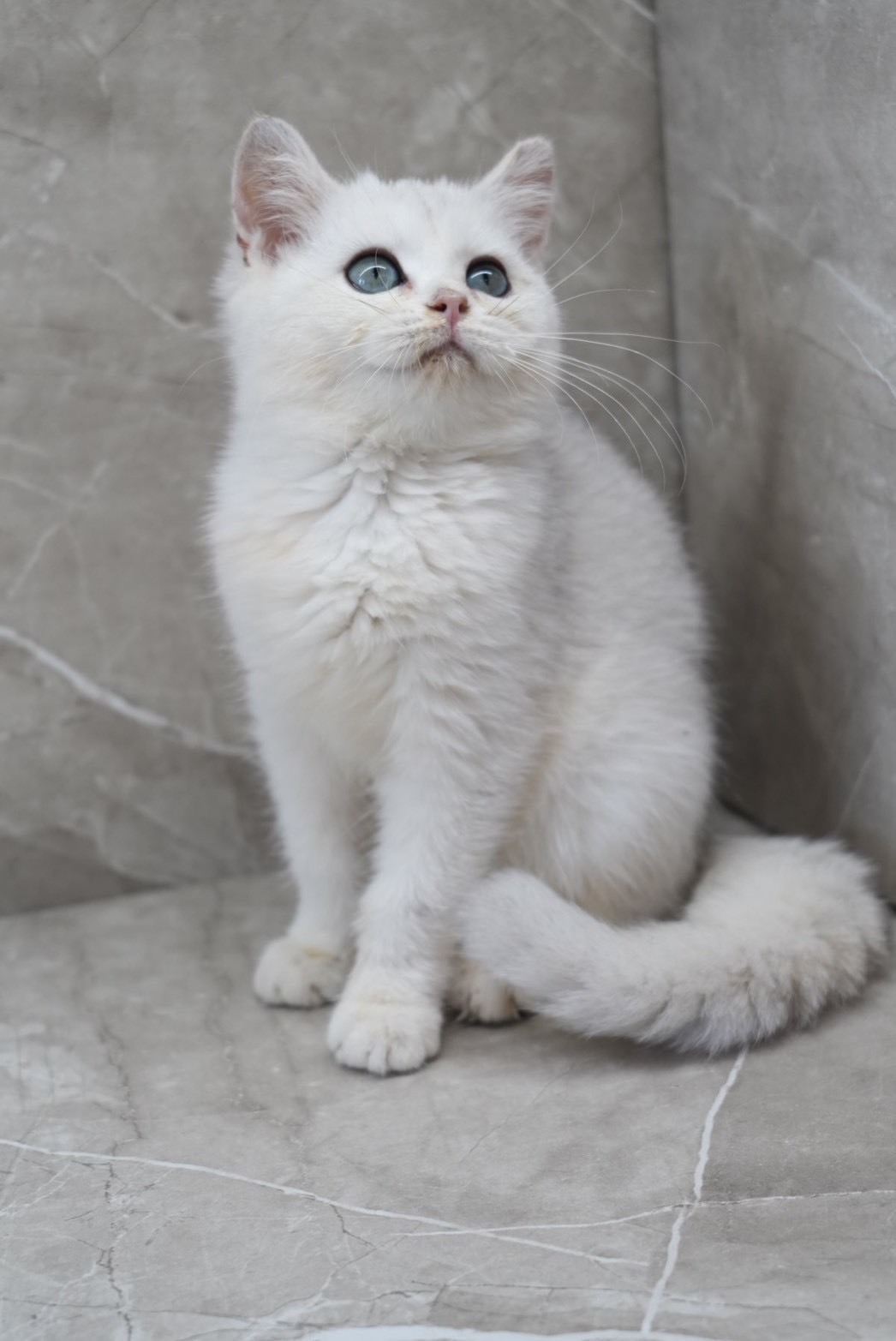 天使貓園／銀漸層英國短毛貓