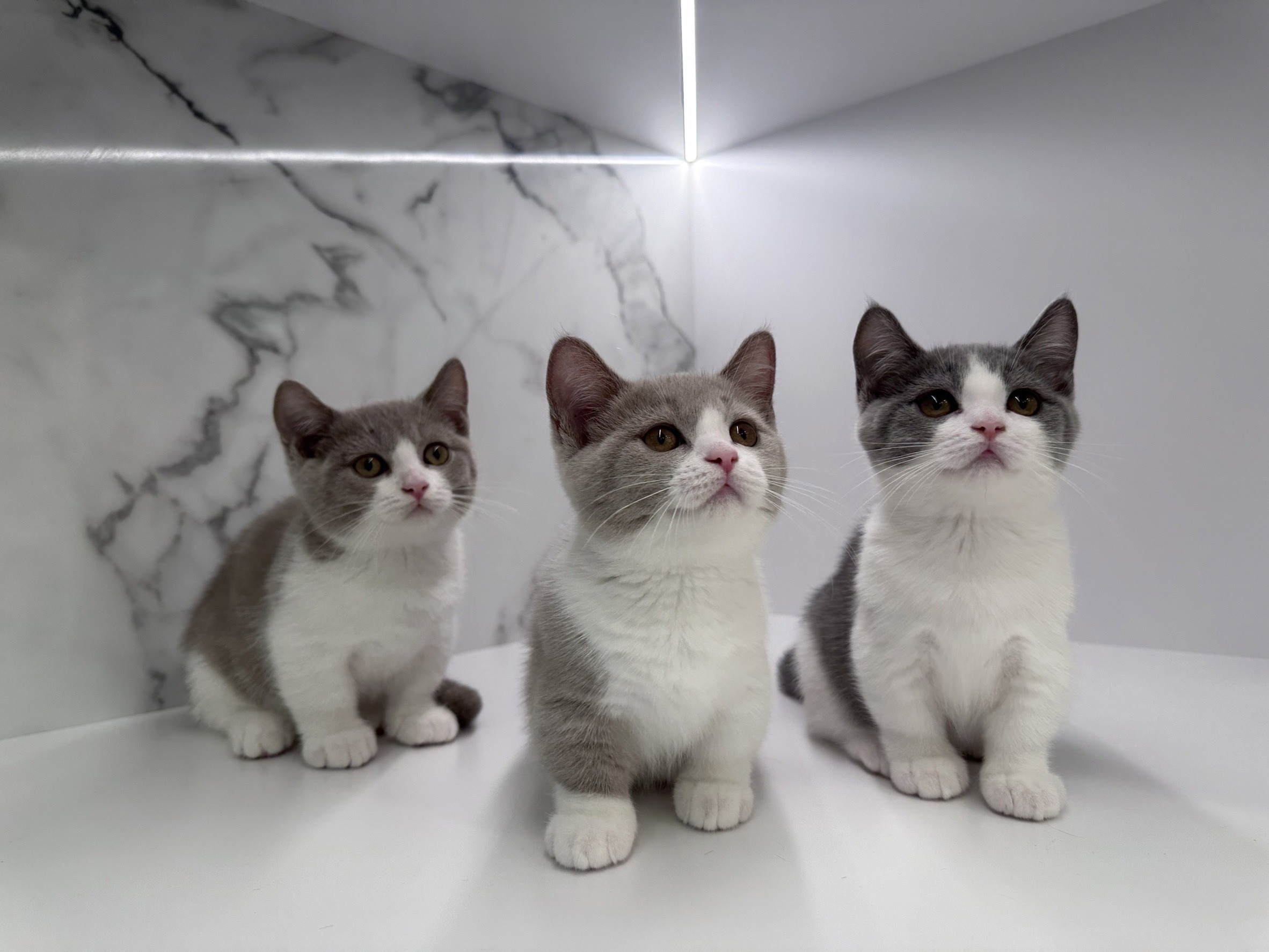 野獸派貓舍／英國短毛貓&曼赤肯