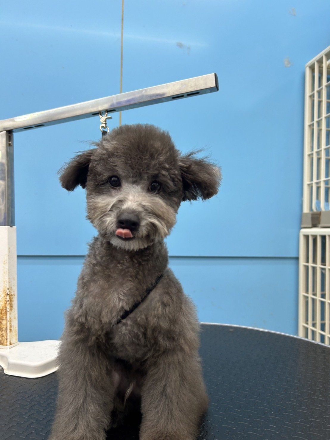 超可愛名犬社／貴賓