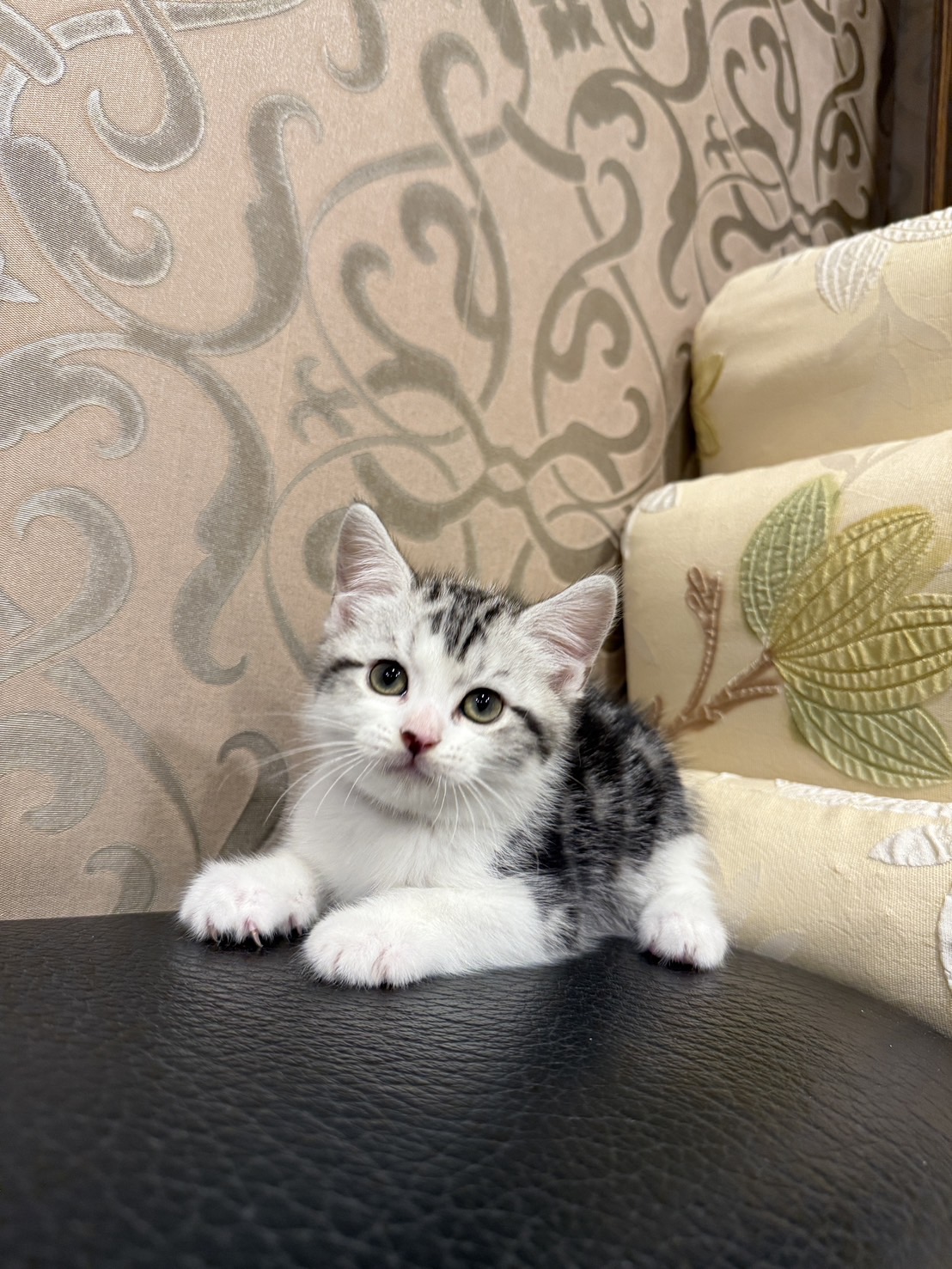 金瑟喵屋／銀白螺旋紋加白美國短毛貓