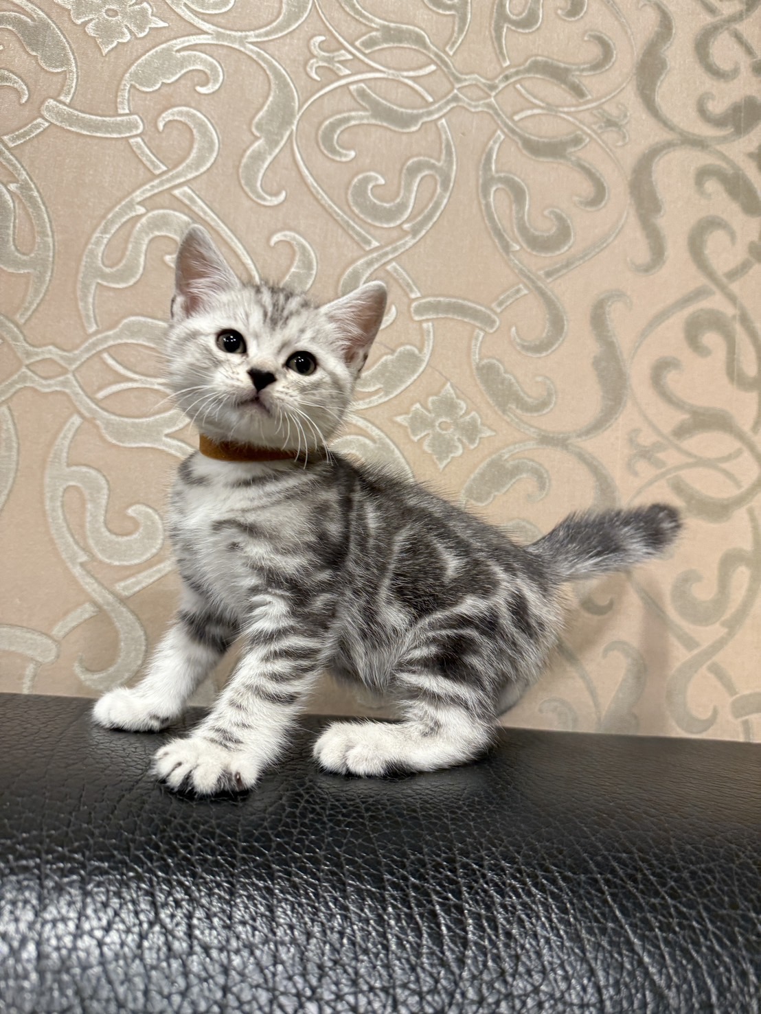 金瑟喵屋／銀白螺旋紋美國短毛貓