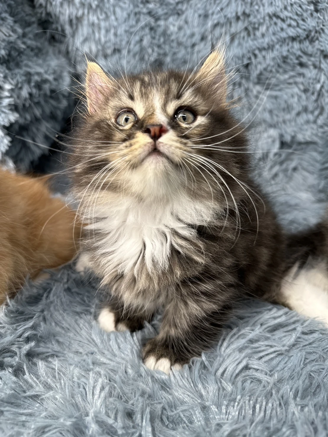 小莎貓屋／巧克力金虎斑手套色小步舞曲