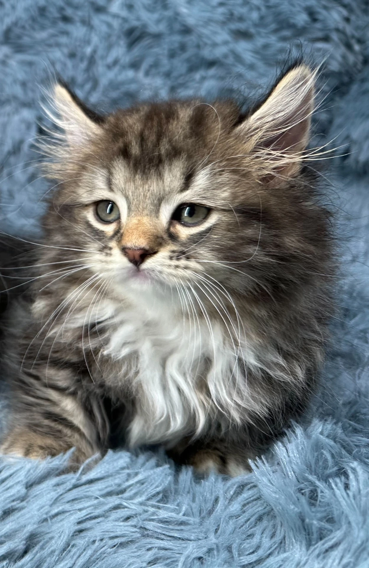 小莎貓屋／巧克力金虎斑手套色小步舞曲