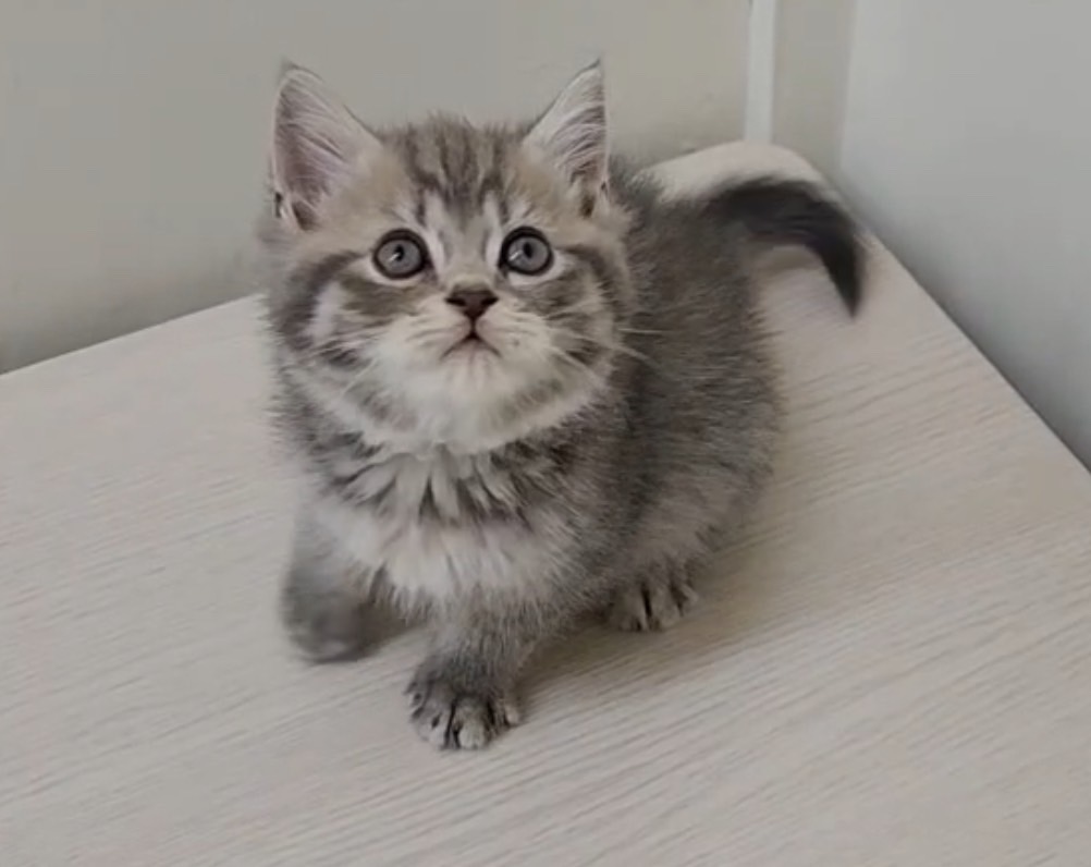 天使貓園／藍虎斑曼赤肯