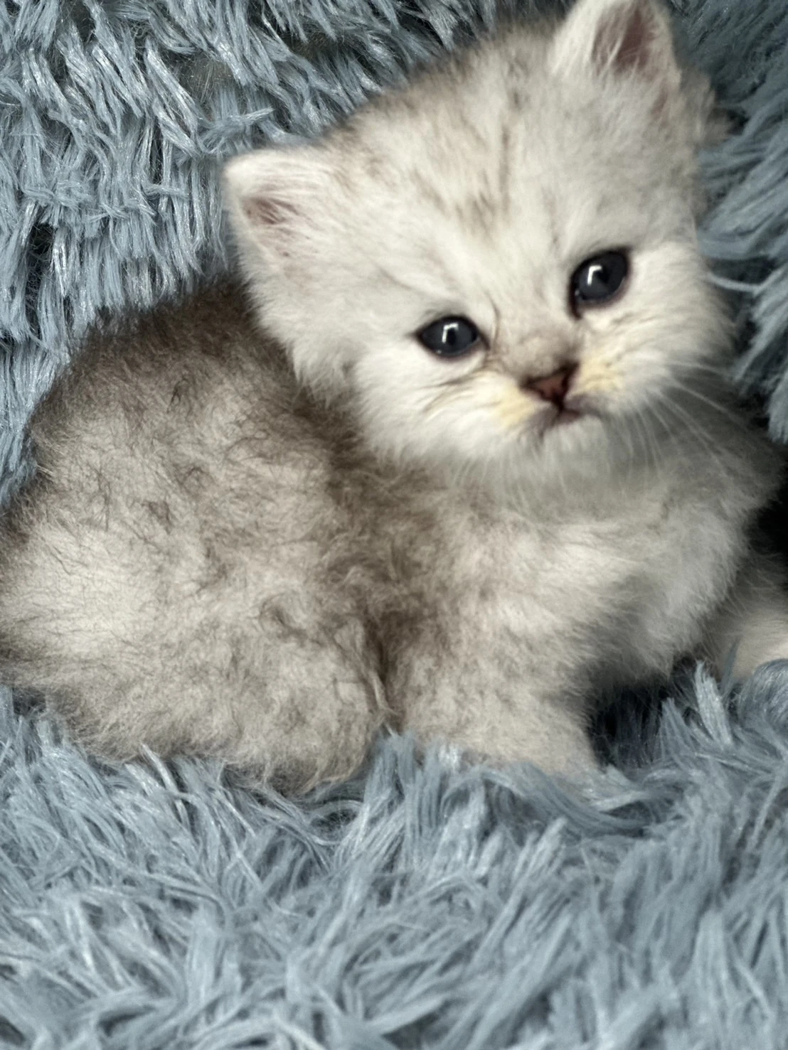 小莎貓屋／ 銀漸層色小步舞曲