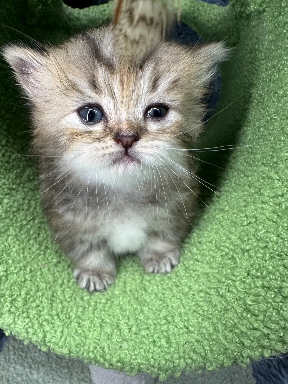 小莎貓屋／金巧克力虎斑色小步舞曲