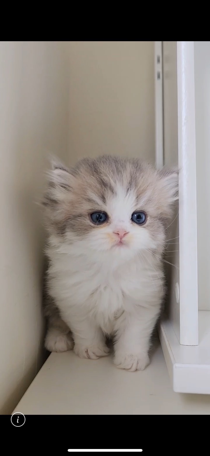 天使貓園／金加白漸層英國短毛貓