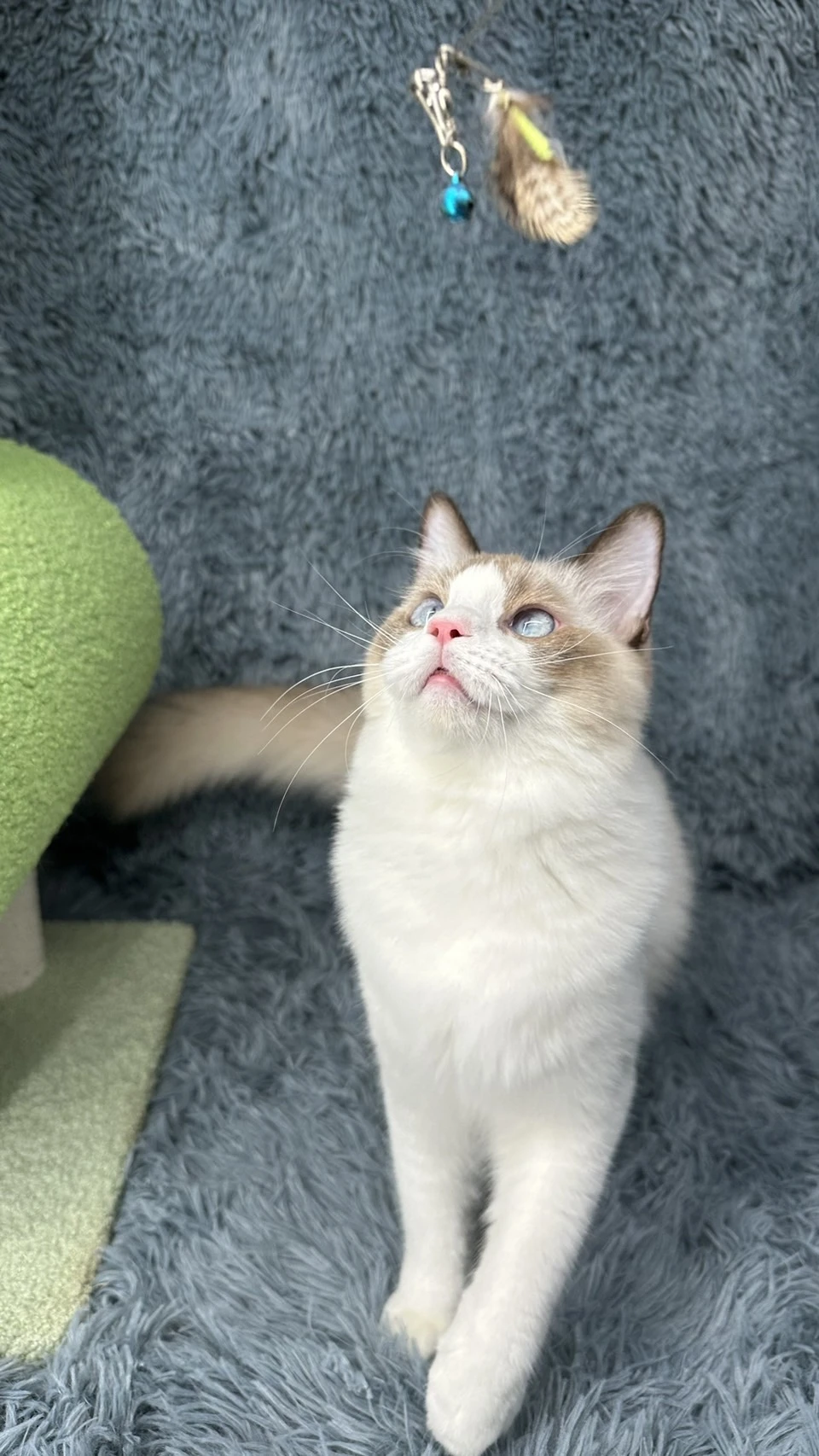 小莎貓屋／海豹雙色布偶貓