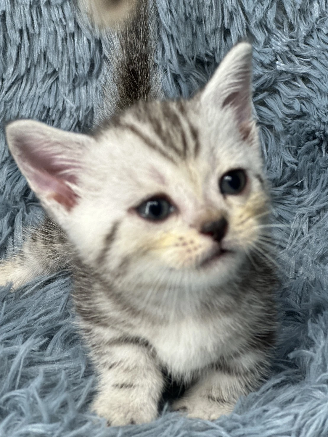 小莎貓屋／銀白螺旋紋曼赤肯