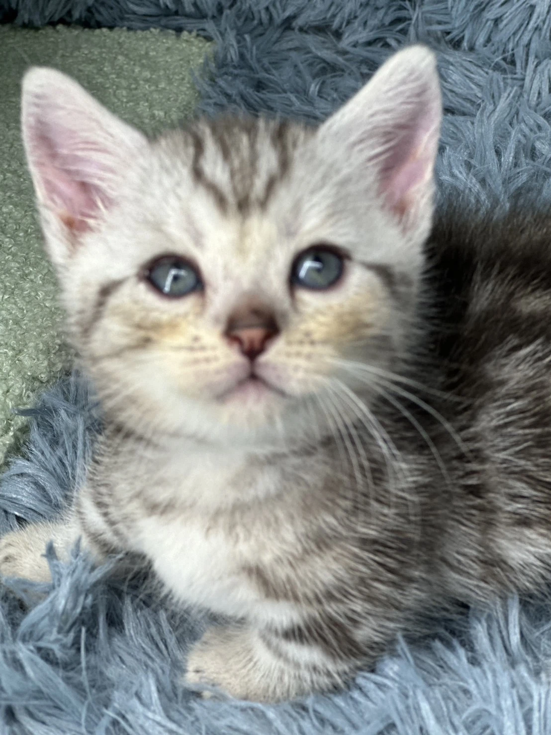 小莎貓屋／銀白螺旋紋曼赤肯