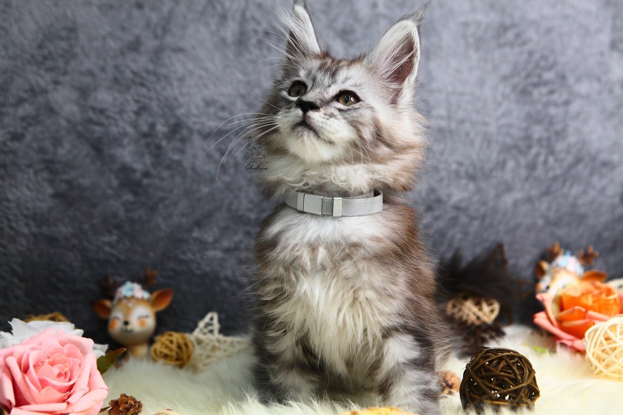 雀而喜貓舍／銀虎斑緬因貓