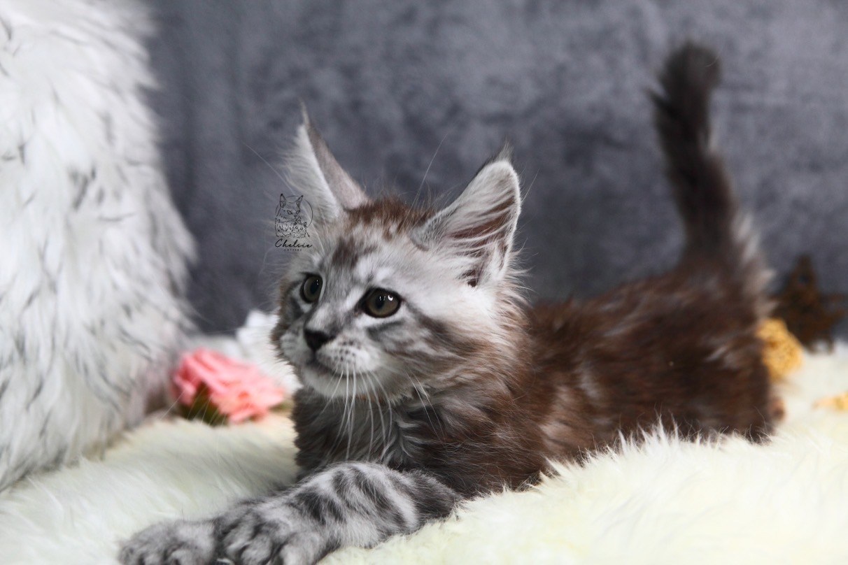 雀而喜貓舍／銀虎斑緬因貓