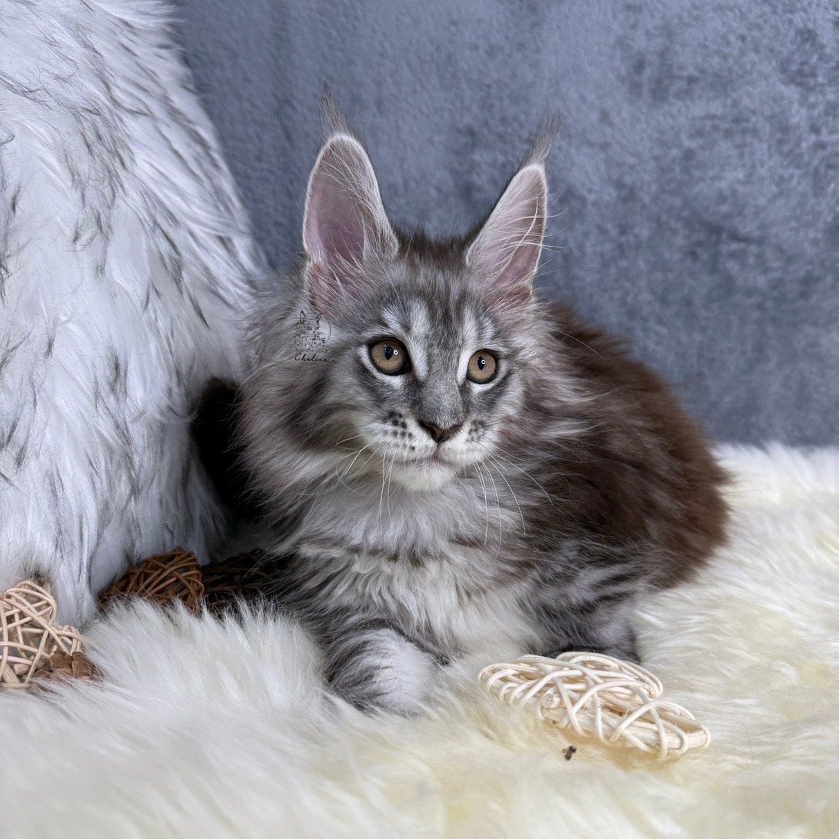 雀而喜貓舍／銀虎斑緬因貓