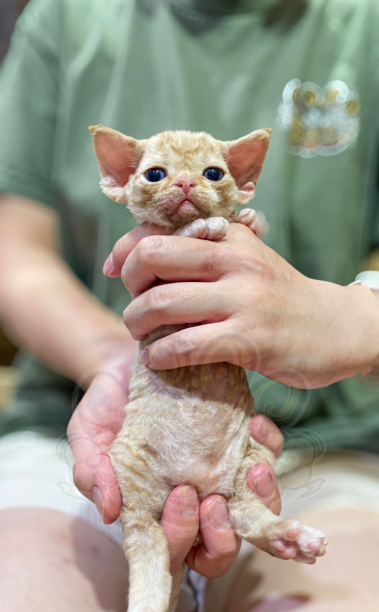 寵愛貓舍／紅虎斑德文捲毛貓