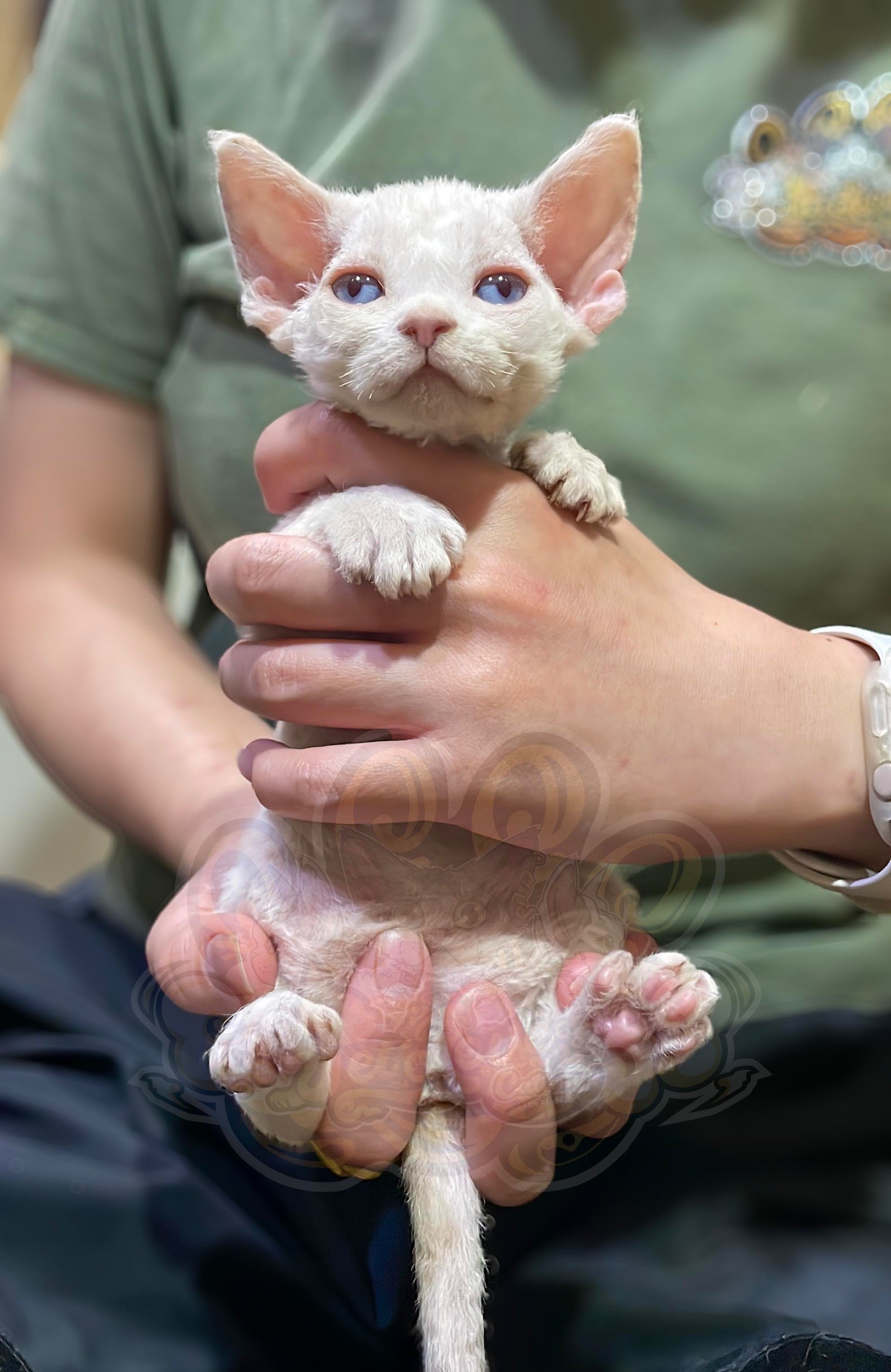 寵愛貓舍／奶油白色藍眼德文捲毛貓