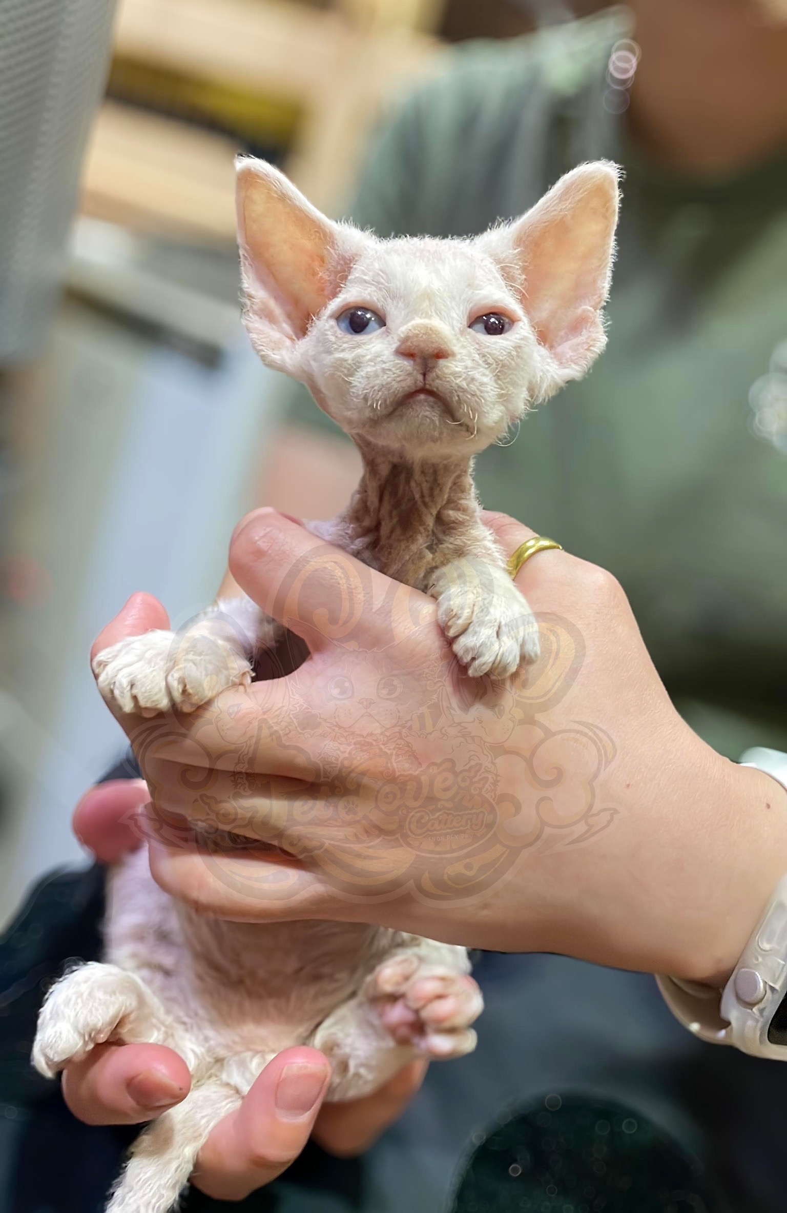 寵愛貓舍／奶油白色藍眼德文捲毛貓