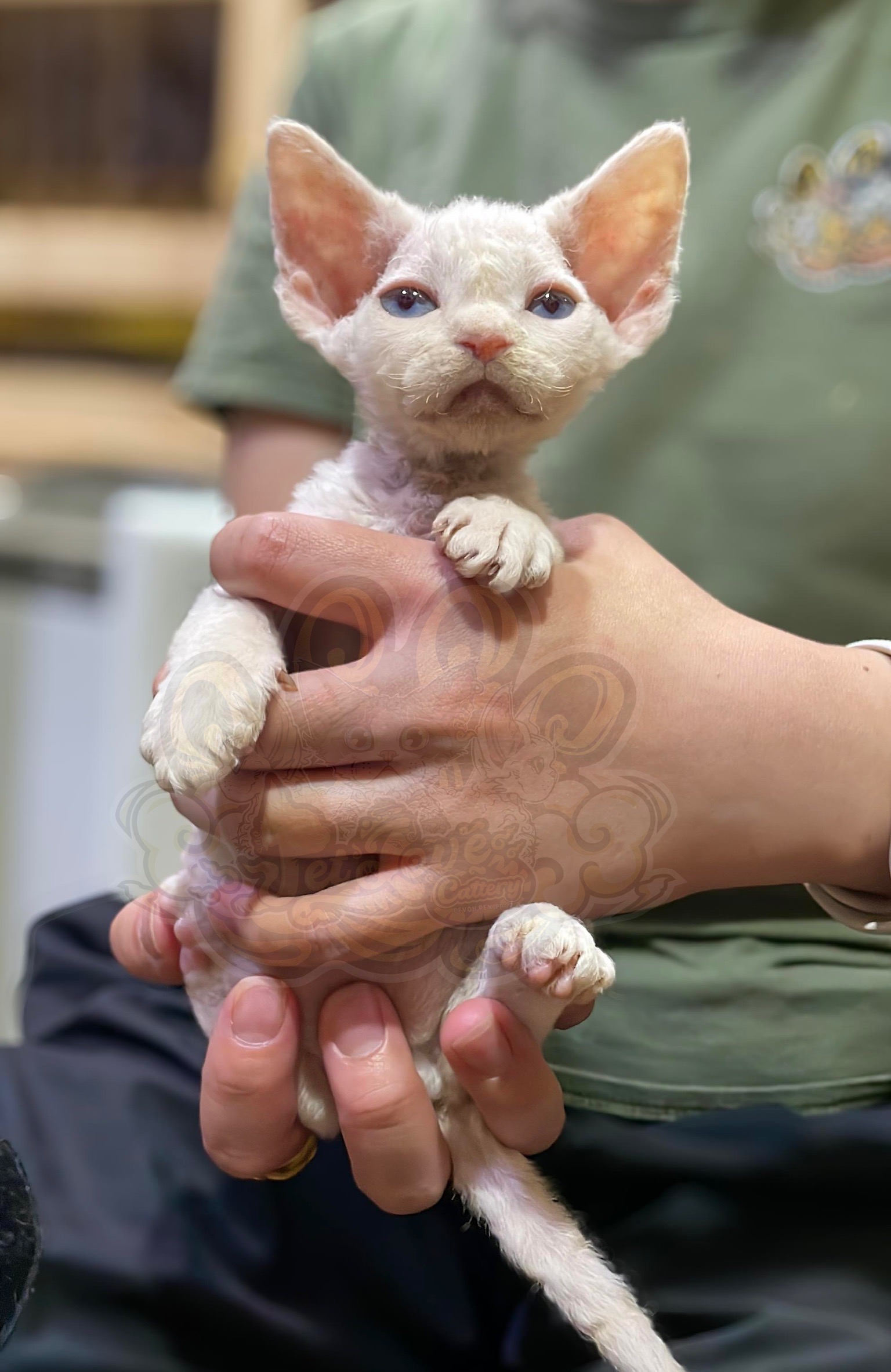 寵愛貓舍／奶油白色藍眼德文捲毛貓