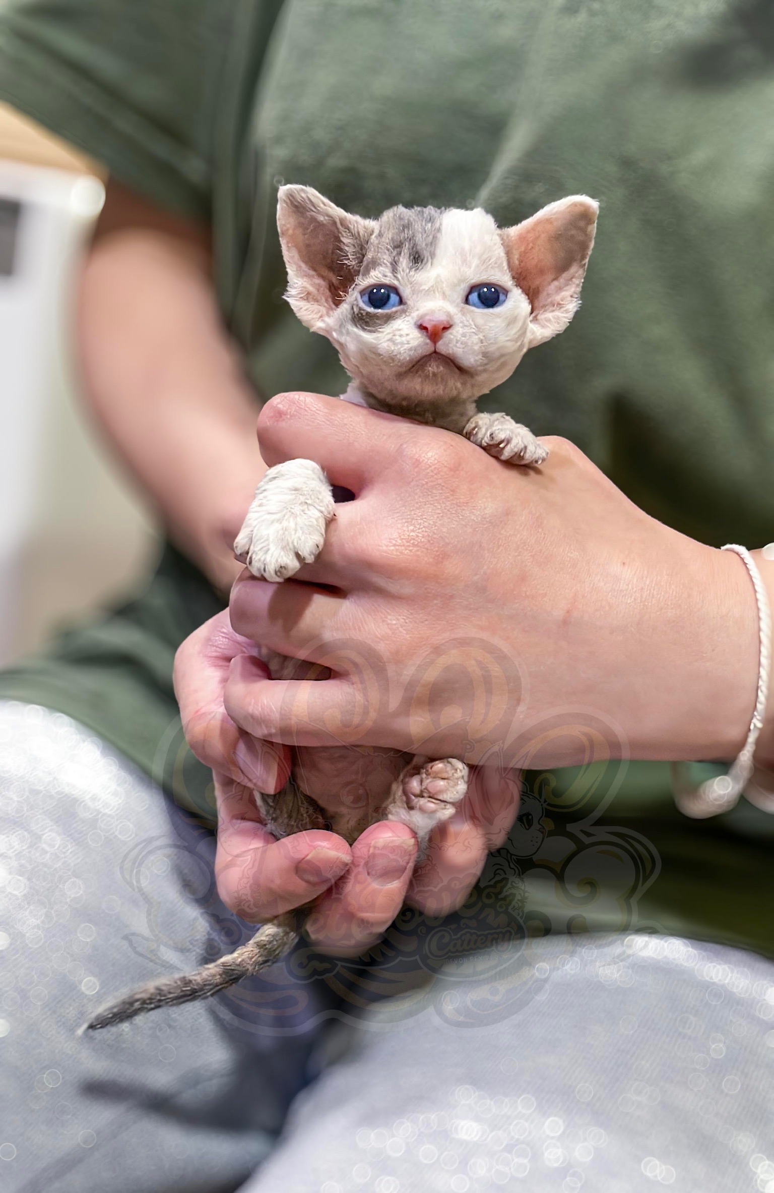 寵愛貓舍／虎斑加白德文捲毛貓