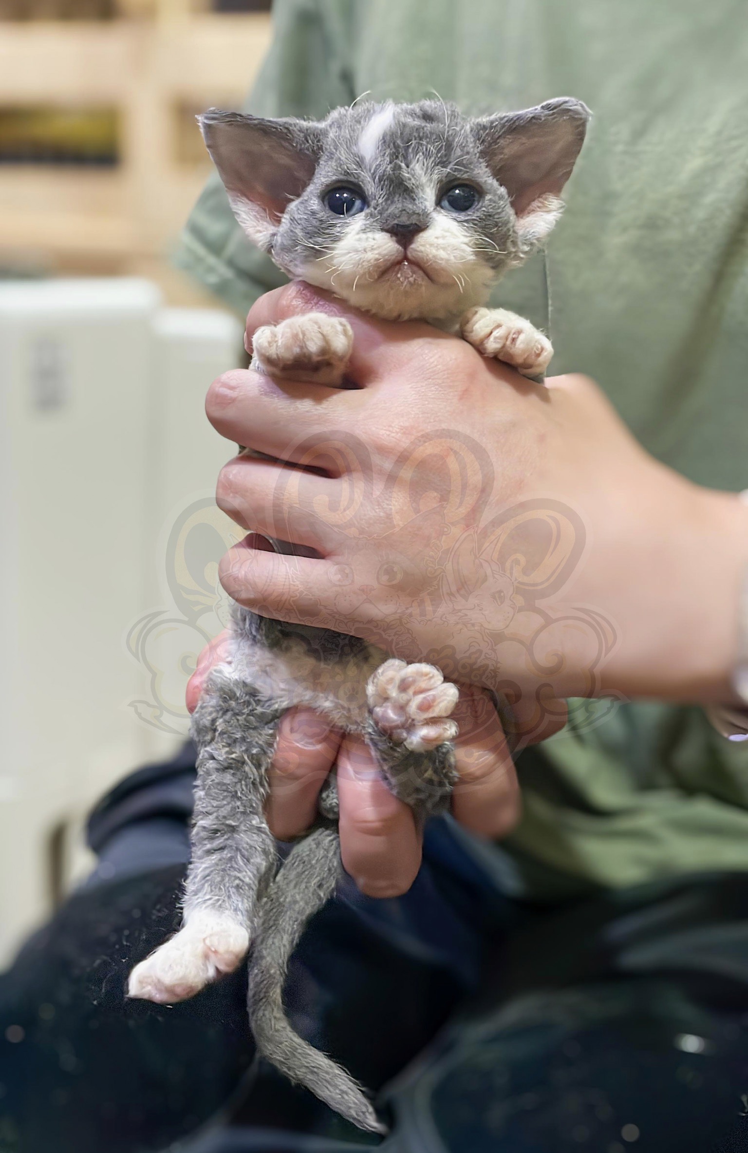 寵愛貓舍／藍白色德文捲毛貓