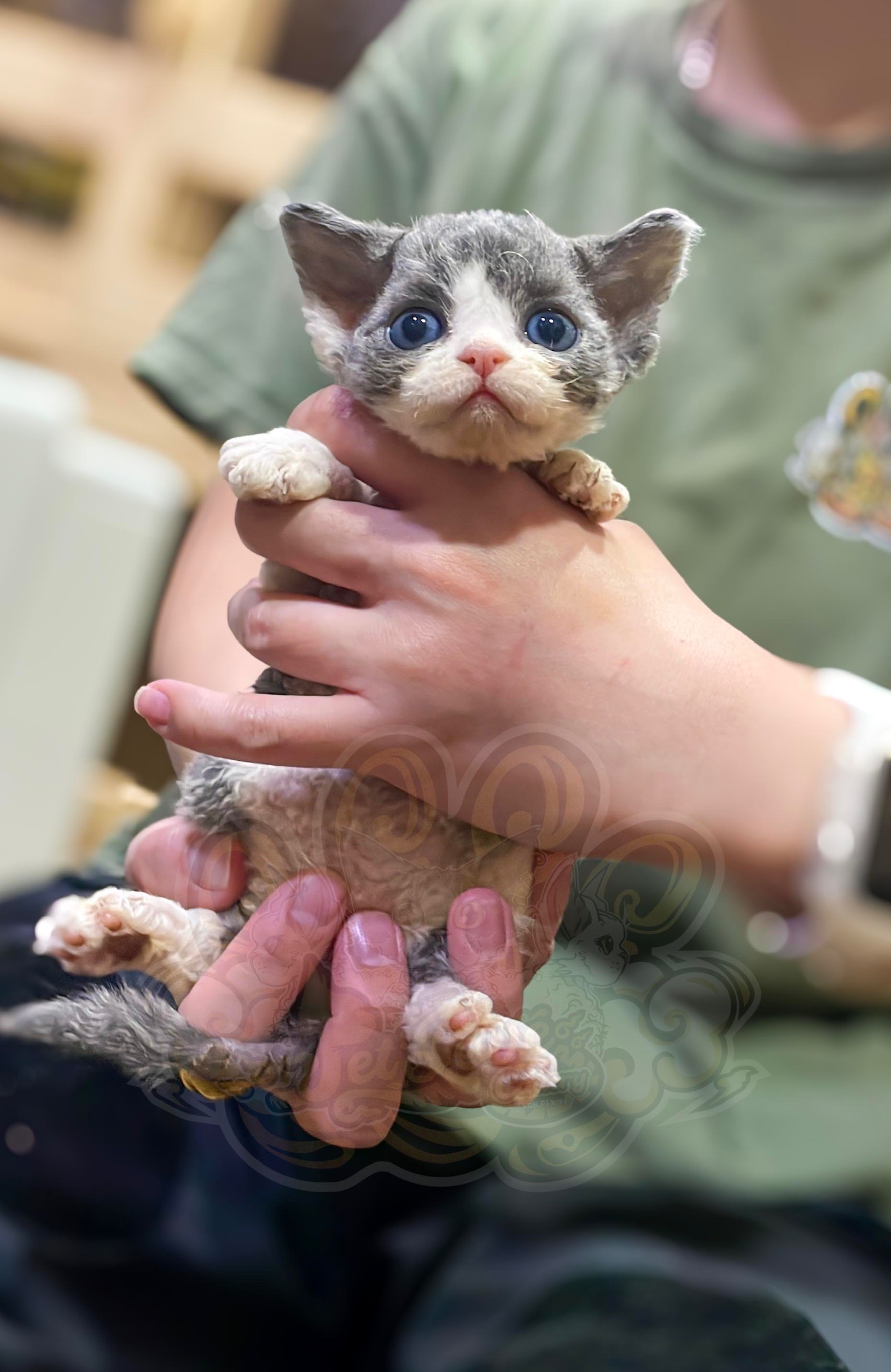 寵愛貓舍／藍白開臉德文捲毛貓