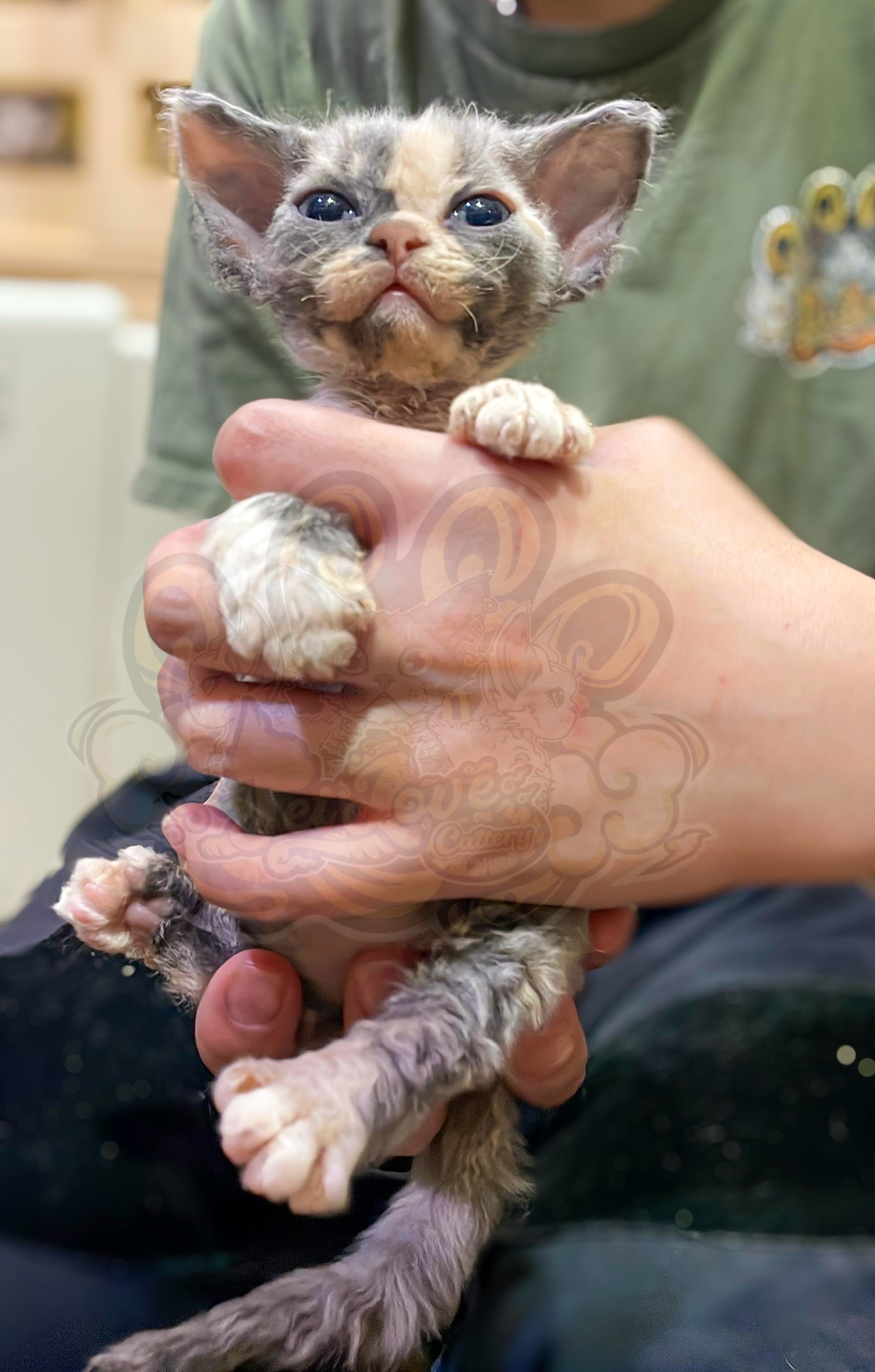 寵愛貓舍／藍三花德文捲毛貓