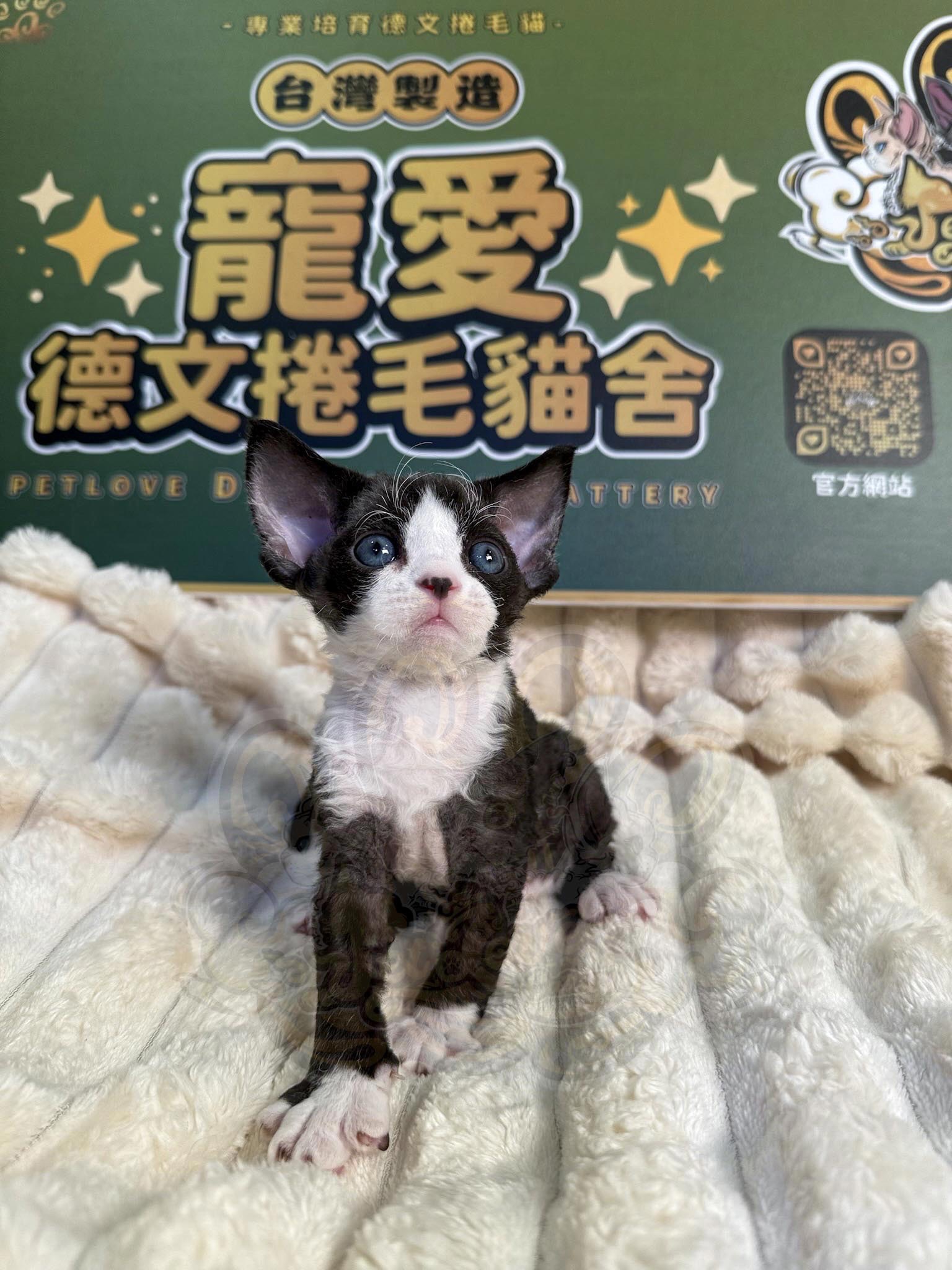 寵愛貓舍／黑白賓士德文捲毛貓